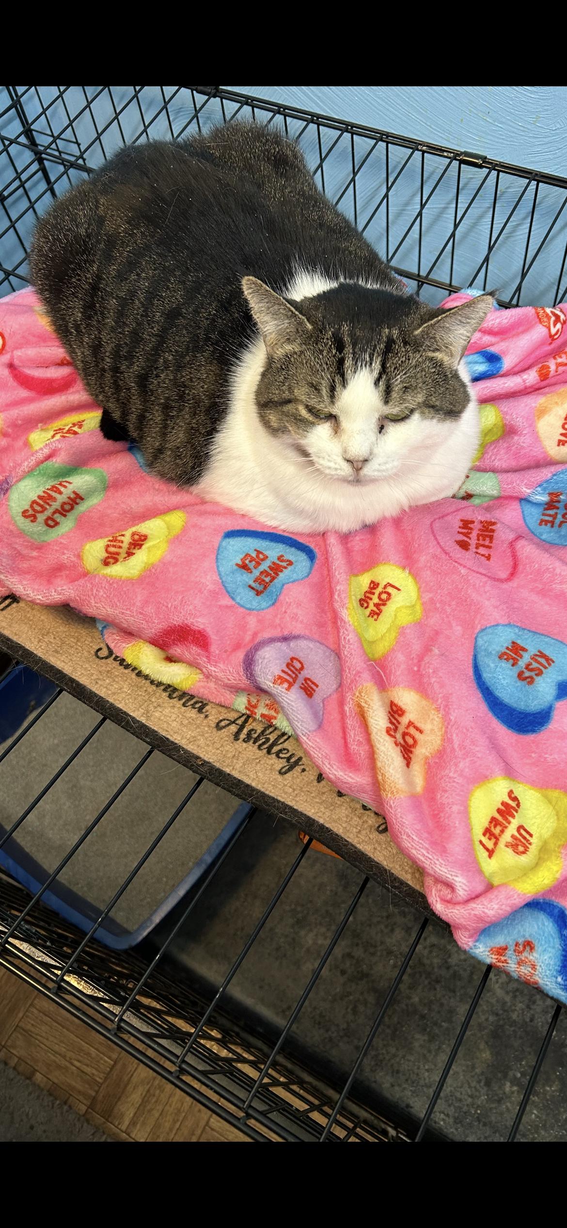 Candy, a Adoptable Domestic Short Hair in Springdale, PA image 4/5