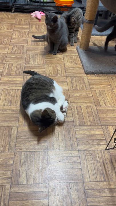 Enlarge Candy, a Adoptable Domestic Short Hair in Springdale, PA video 5/5