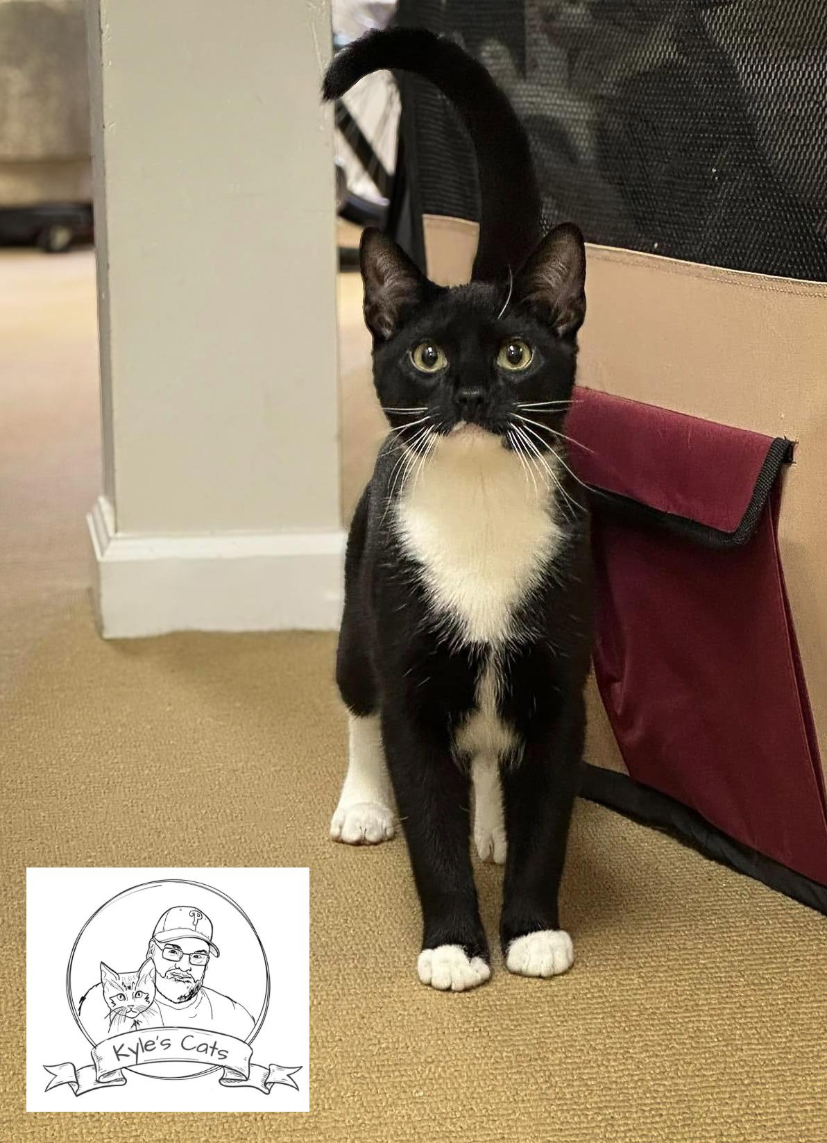 Enlarge JASON, a Adoptable Domestic Short Hair in Philadelphia, PA image 1/5