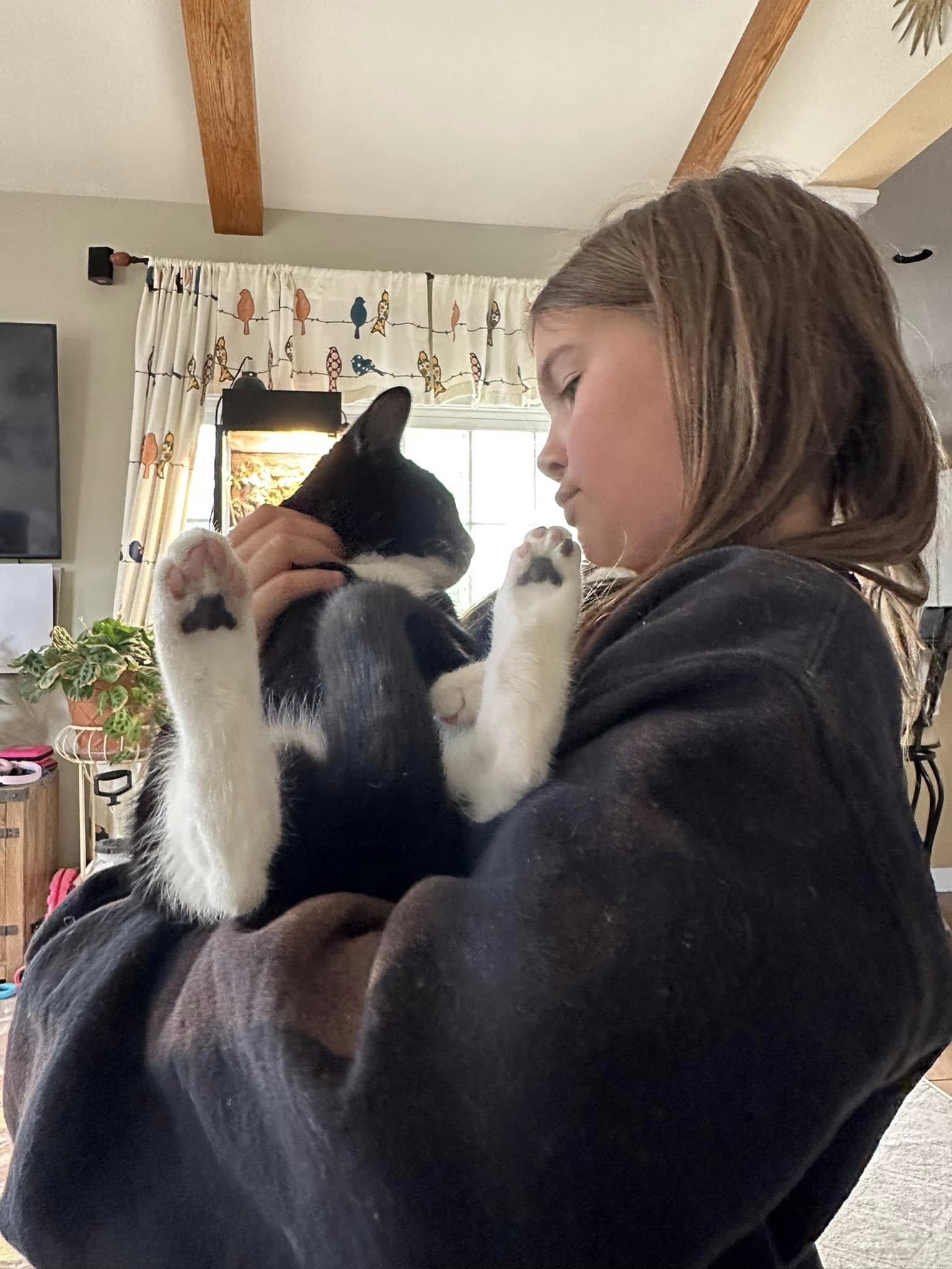 Enlarge JASON, a Adoptable Domestic Short Hair in Philadelphia, PA image 4/5