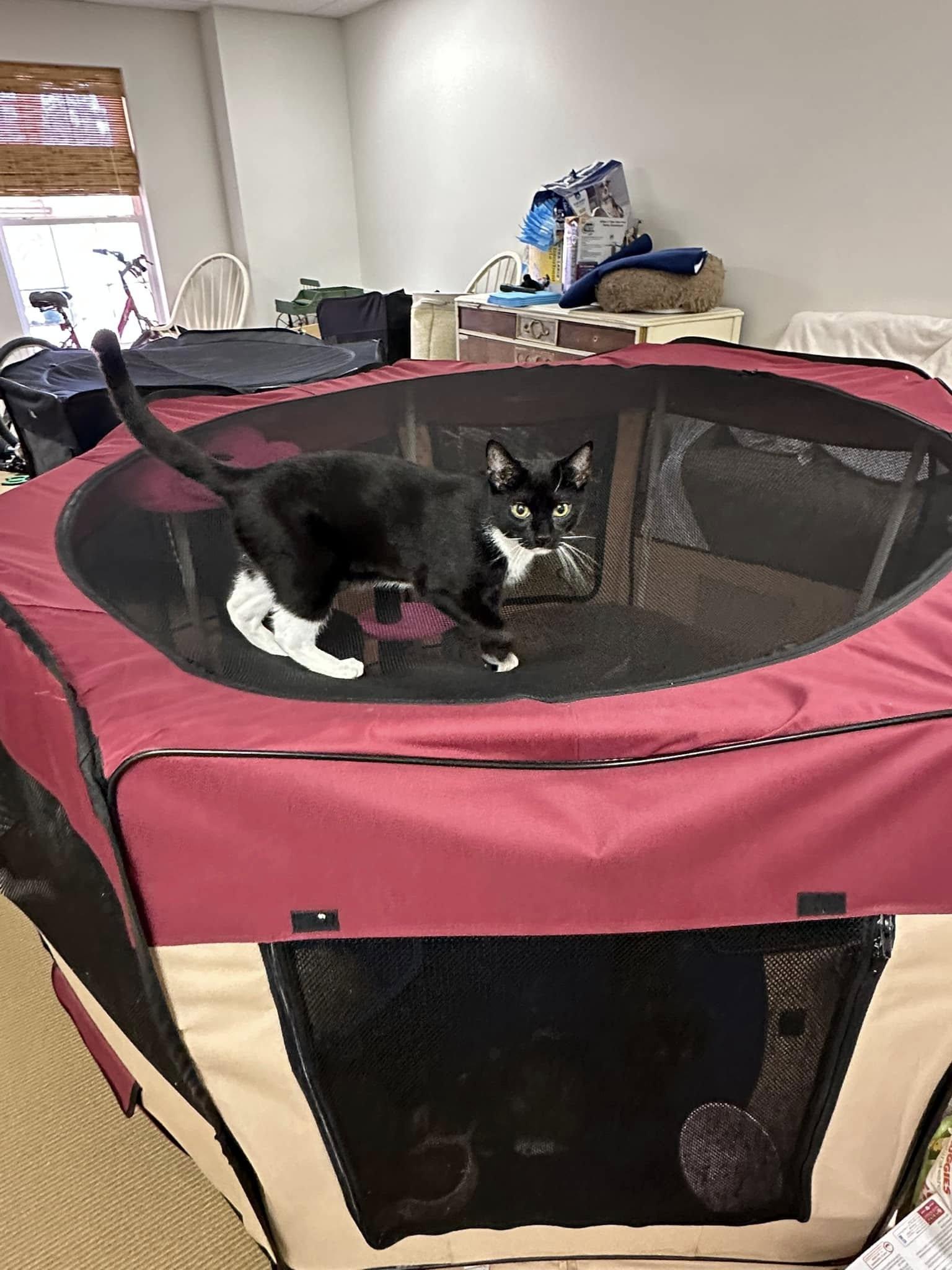 Enlarge JASON, a Adoptable Domestic Short Hair in Philadelphia, PA image 2/5