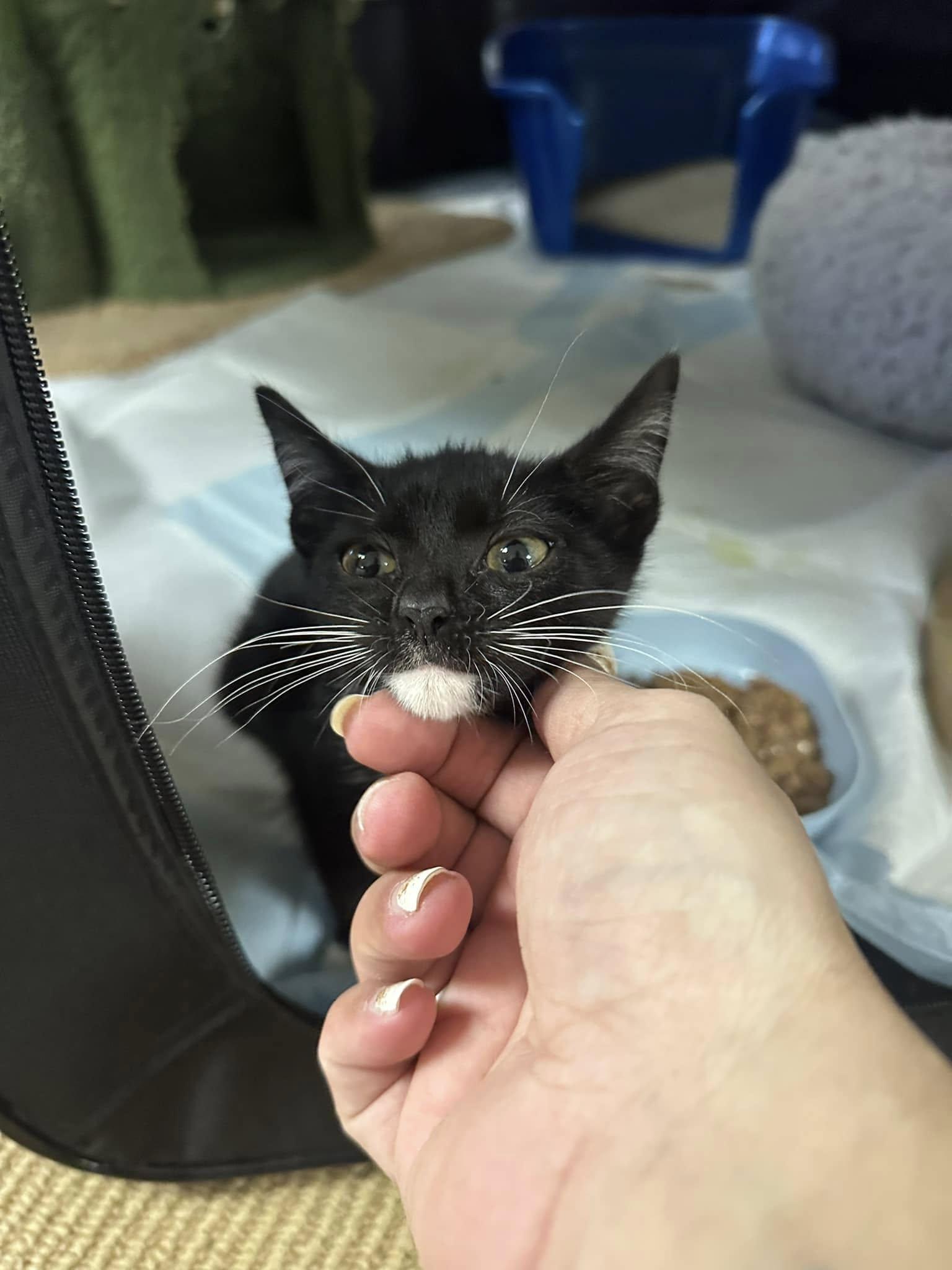 JASON, Adoptable, Young Male Domestic Short Hair.