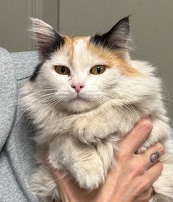 Harriet, Adoptable, Adult Female Domestic Long Hair.