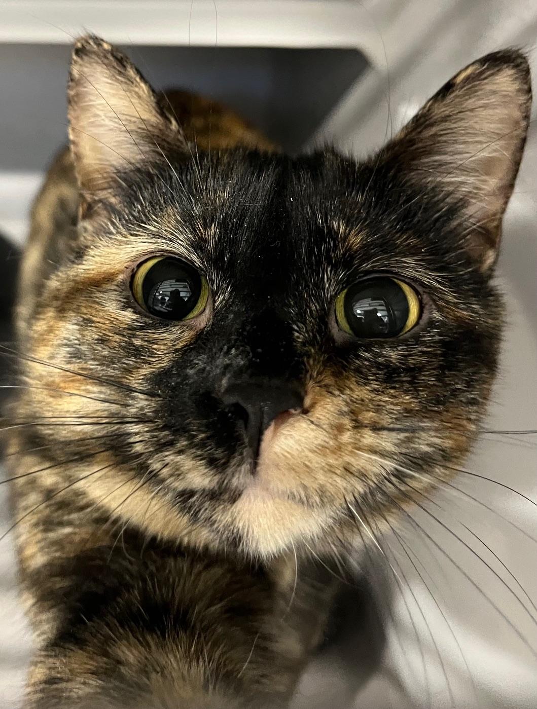 Enlarge Ruby Lou, a ADOPTABLE Domestic Short Hair in Webster City, IA image 1/1