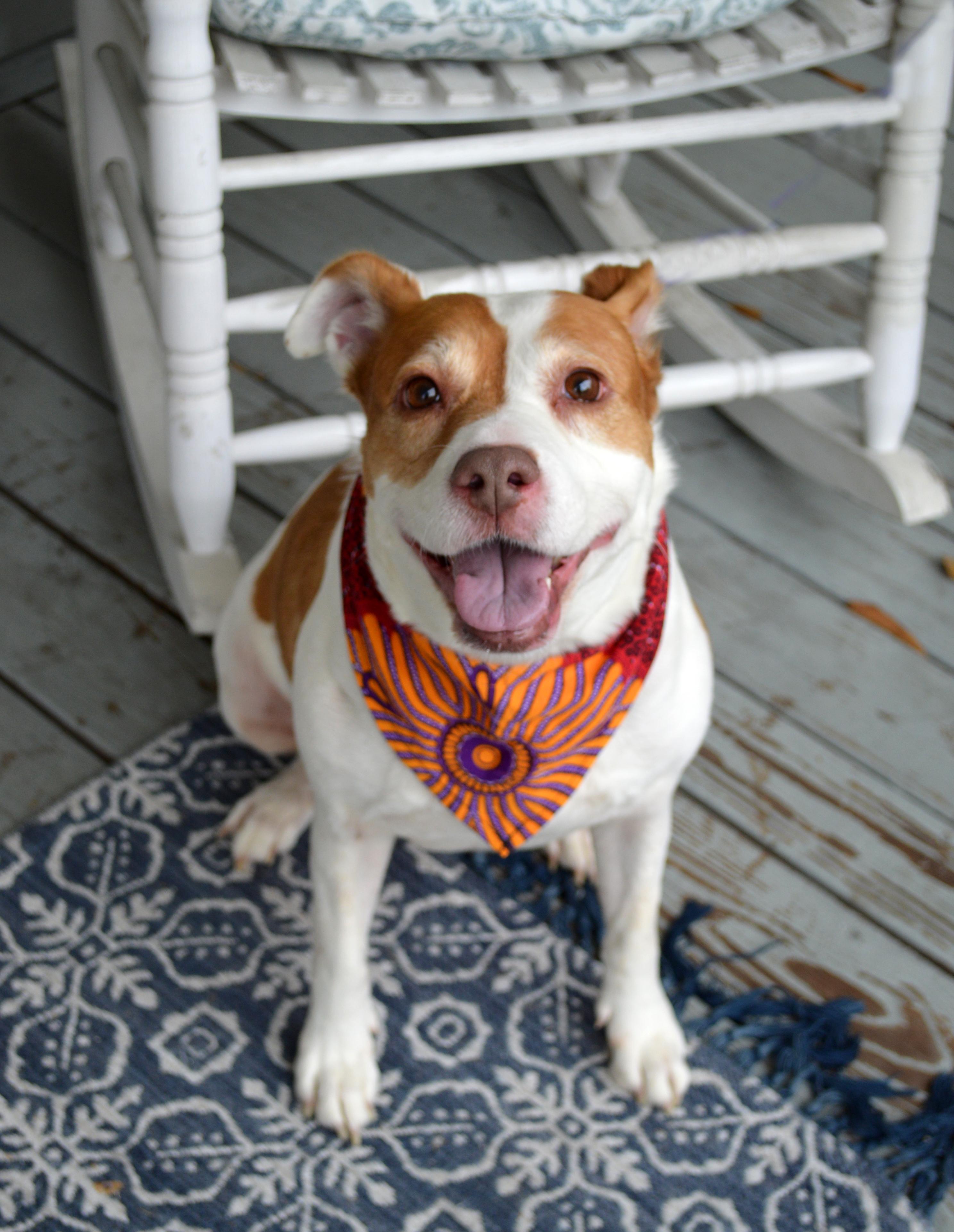 Squidget — thumbnail 4