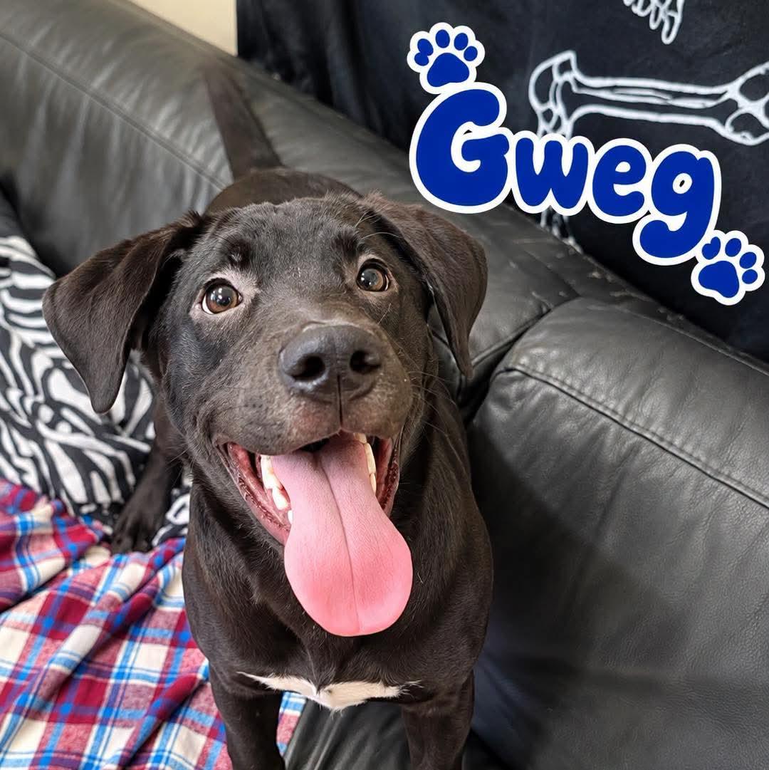 Enlarge Gweg, a Adoptable mixed breed in Rock Hill, NY image 1/2