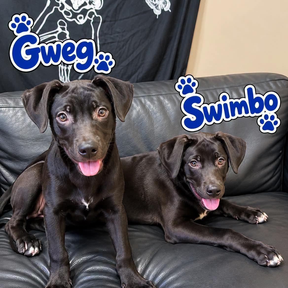 Enlarge Gweg, a Adoptable mixed breed in Rock Hill, NY image 2/2