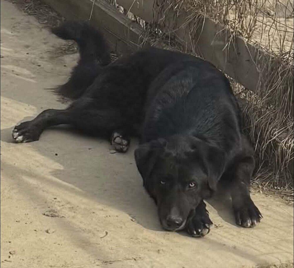 Enlarge CD : Hank, a Adoptable mixed breed in Aurora, IN image 2/4