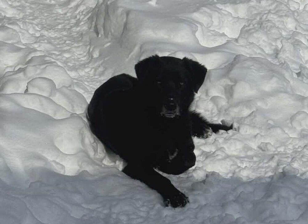 Enlarge CD : Hank, a Adoptable mixed breed in Aurora, IN image 3/4