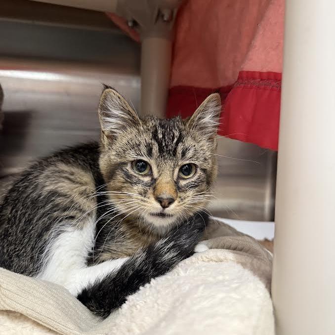 Luka, a Adoptable Domestic Short Hair in Saint Cloud, MN image 1/3