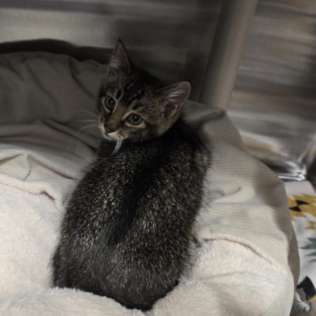 Luka, a Adoptable Domestic Short Hair in Saint Cloud, MN image 2/3