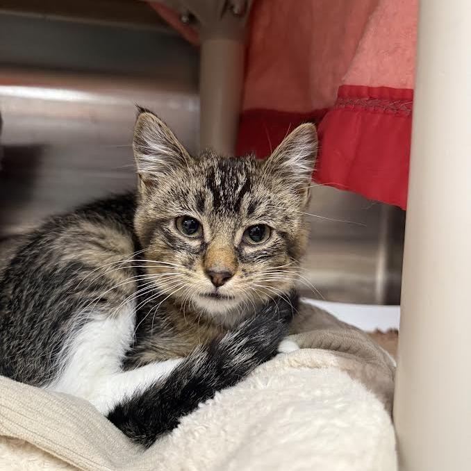 Luka, a Adoptable Domestic Short Hair in Saint Cloud, MN image 3/3