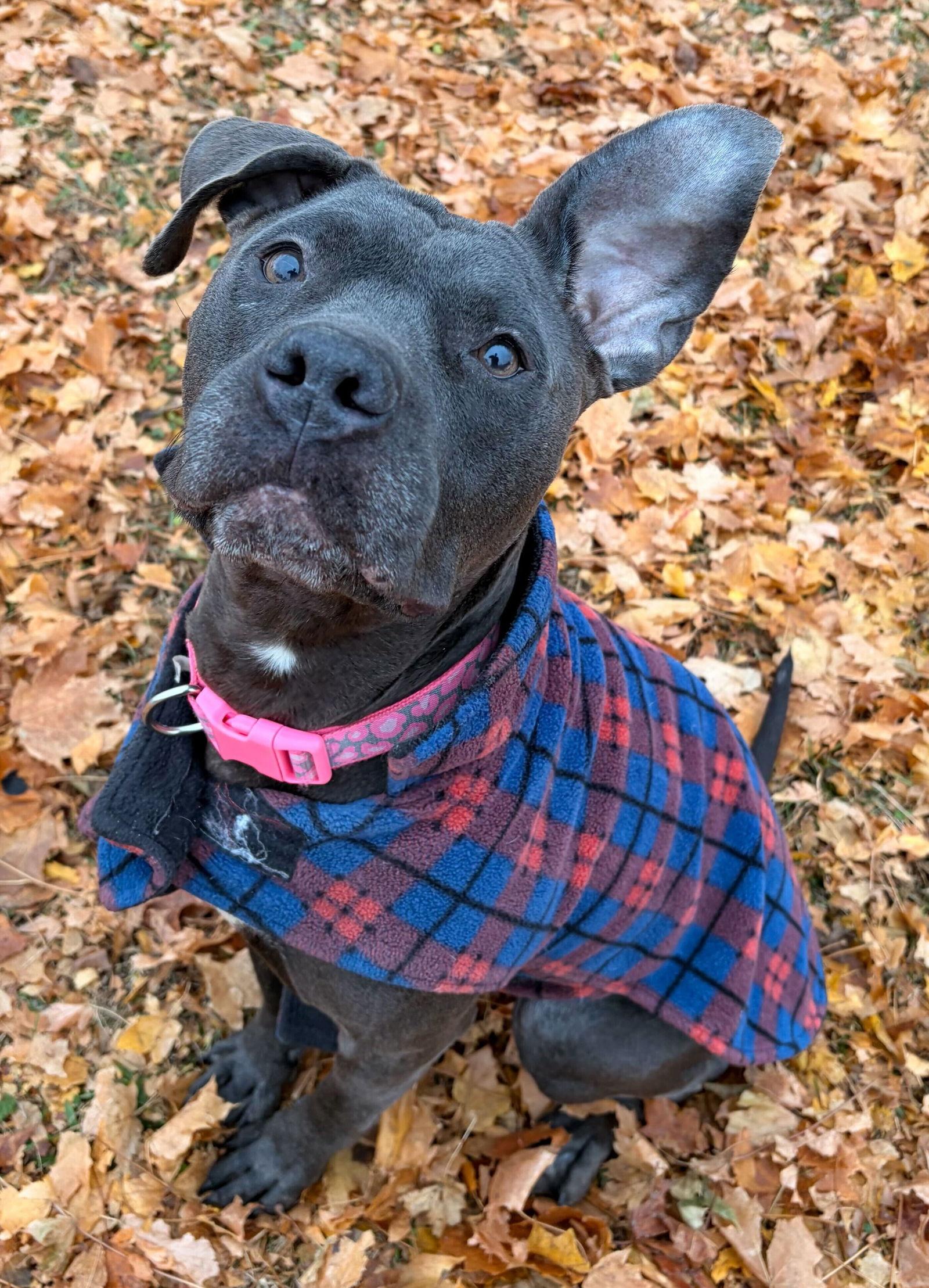 Enlarge Niah, a Adoptable mixed breed in Jefferson, WI image 1/2