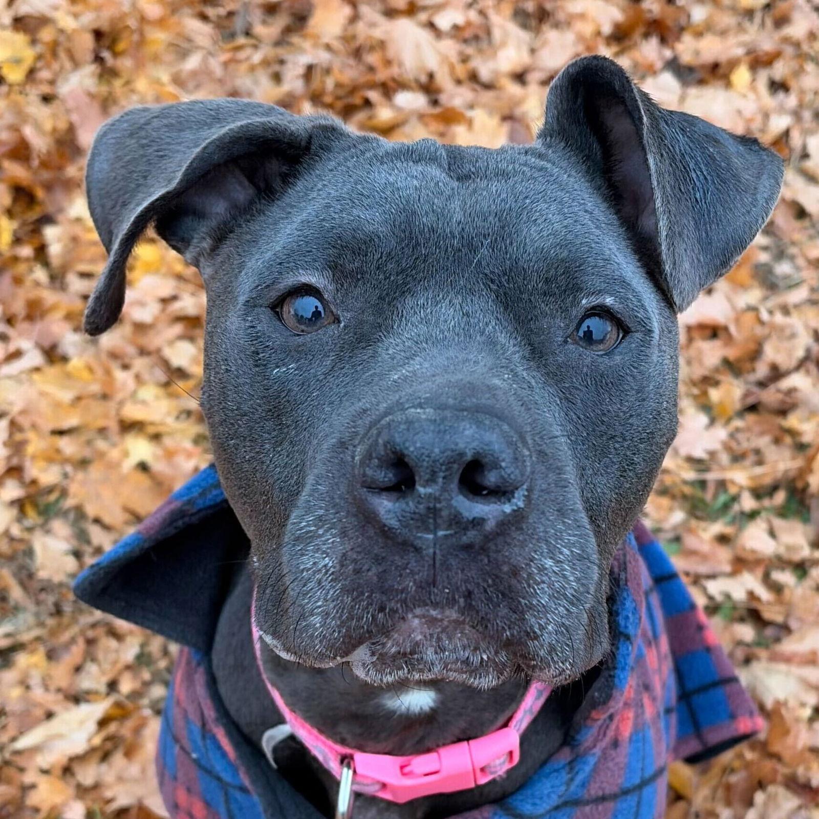 Enlarge Niah, a Adoptable mixed breed in Jefferson, WI image 2/2