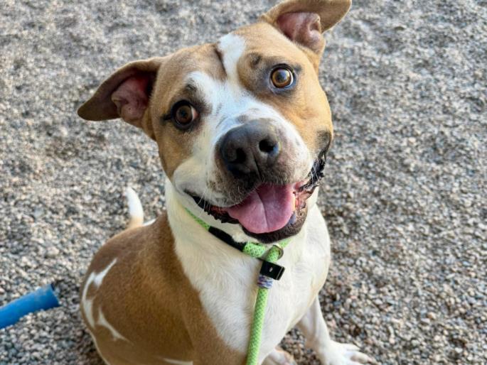 MILO, Adoptable, Adult Male Pit Bull Terrier.