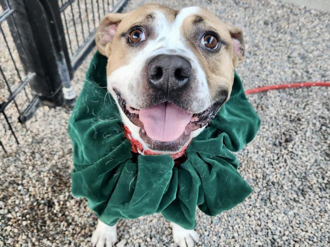 Enlarge MILO, a Adoptable Pit Bull Terrier in Mesa, AZ image 1/1