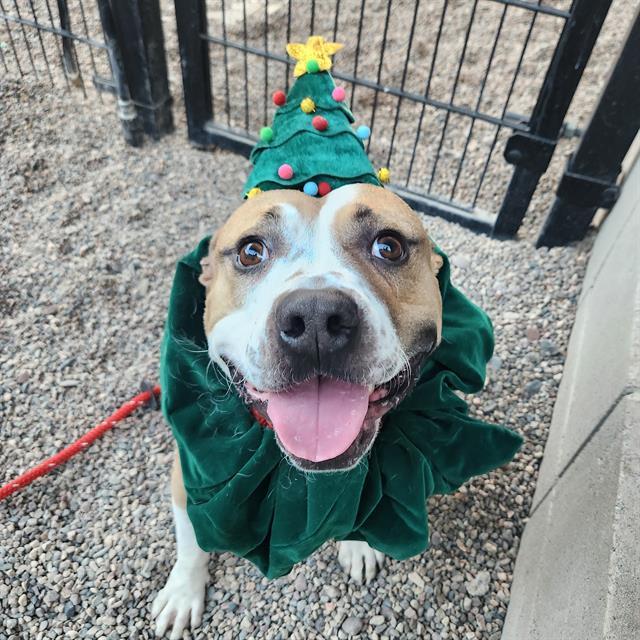 MILO, Adoptable, Young Male Pit Bull Terrier.