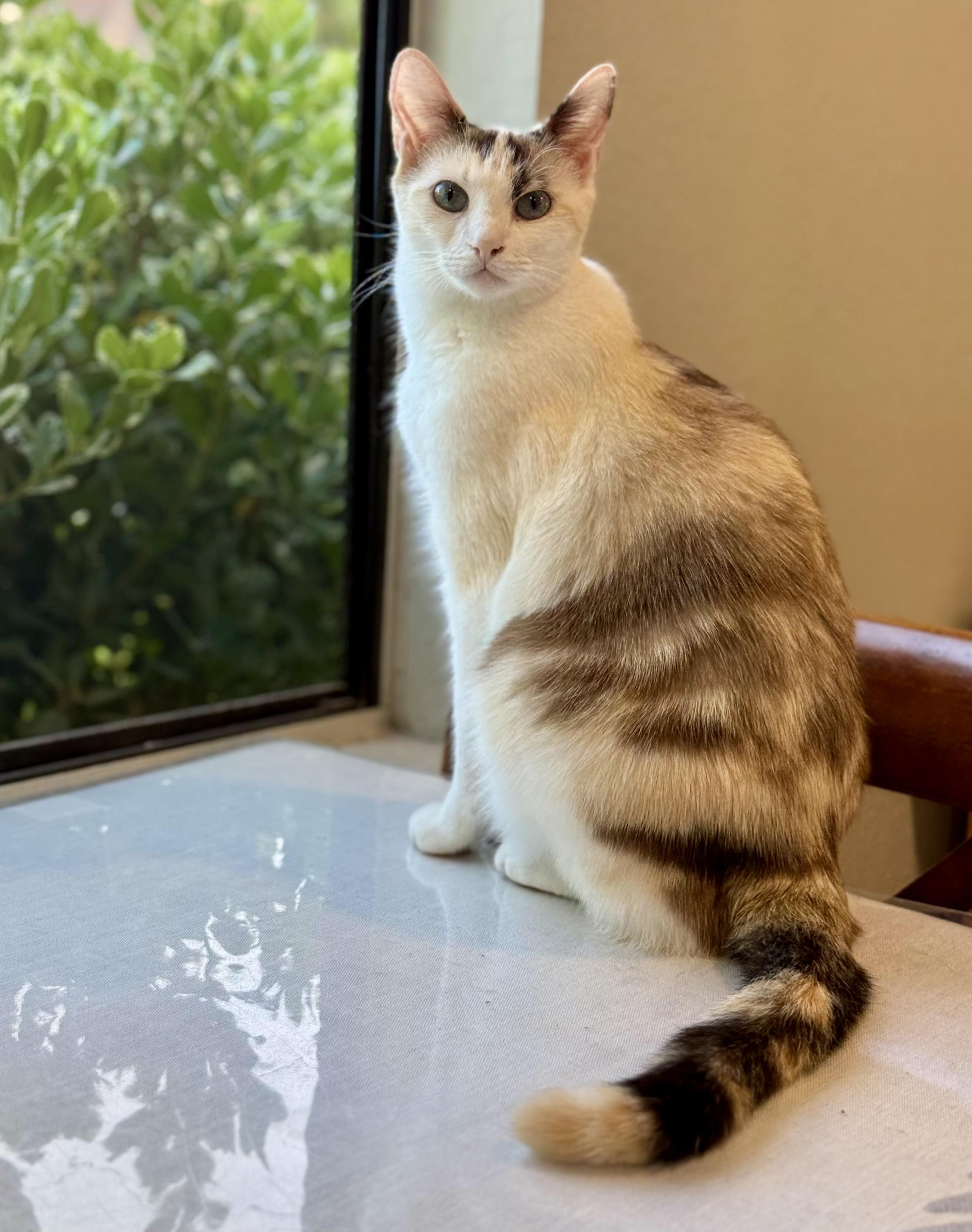 Duarte Beauty, a Adoptable mixed breed in Glendora, CA image 1/5