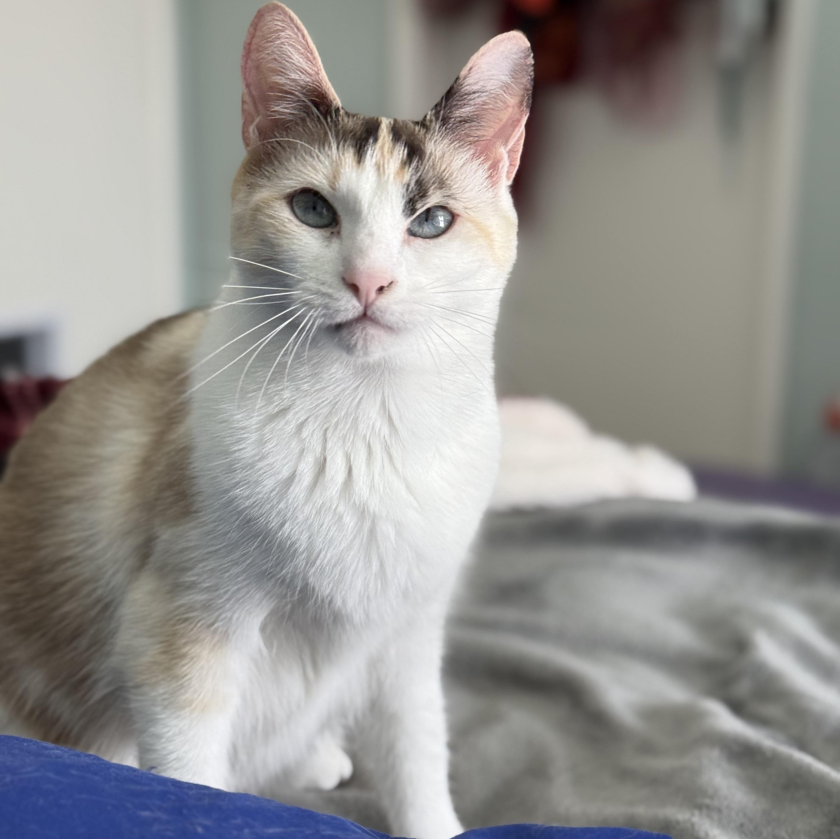 Duarte Beauty, a Adoptable mixed breed in Glendora, CA image 2/5