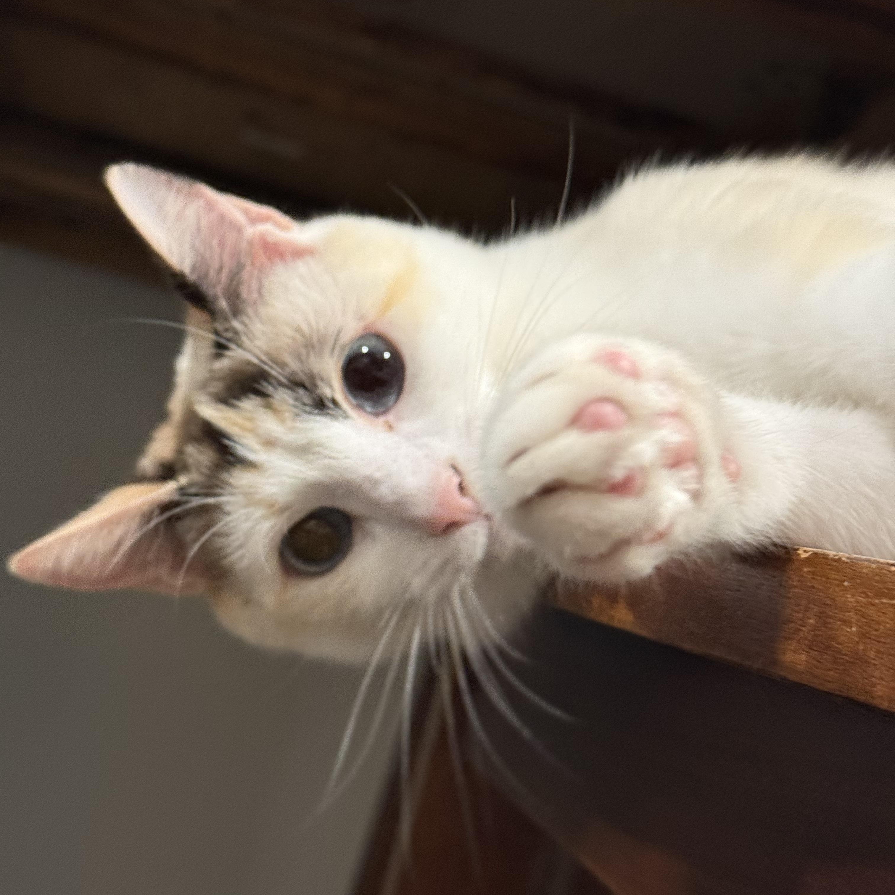 Duarte Beauty, a Adoptable mixed breed in Glendora, CA image 5/5