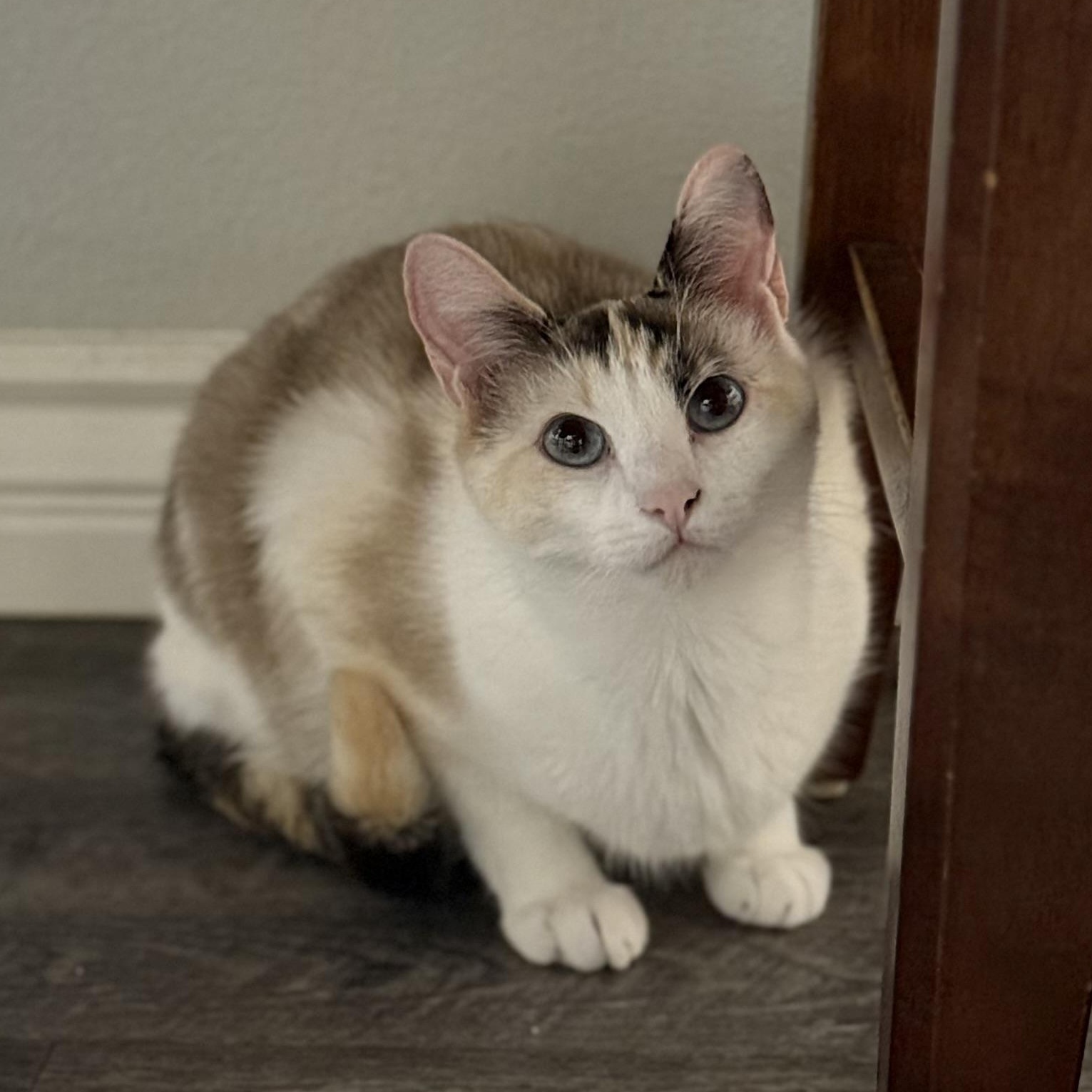 Duarte Beauty, a Adoptable mixed breed in Glendora, CA image 4/5