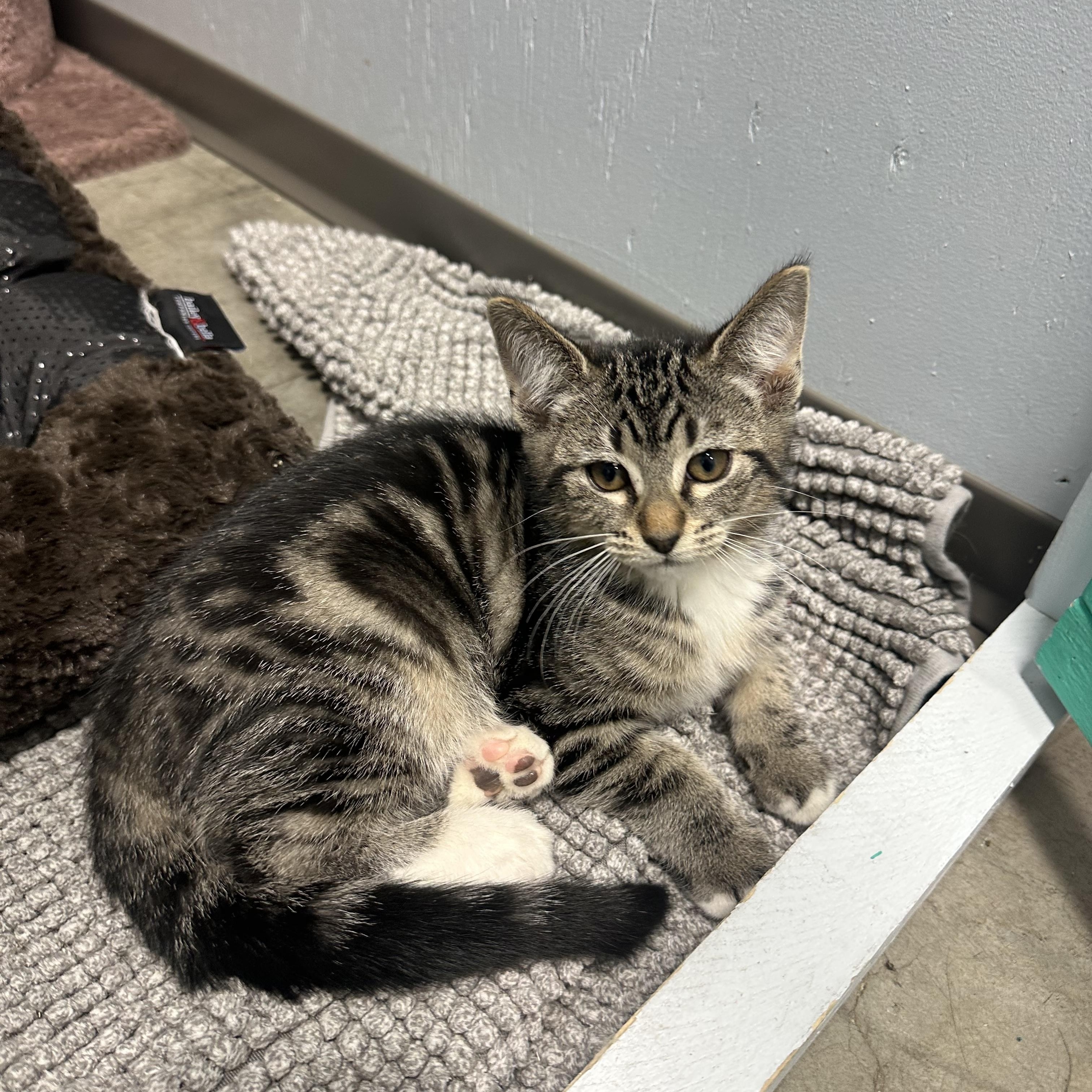 Enlarge Keyleth, an adopted Domestic Short Hair in Mission, BC image 1/1