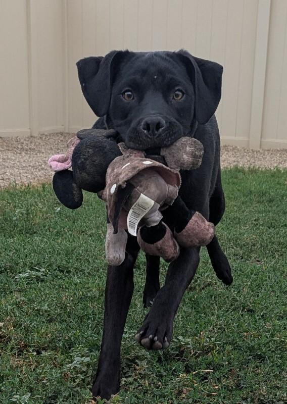 Freddy, Adoptable, Young Male Labrador Retriever & Mixed Breed.