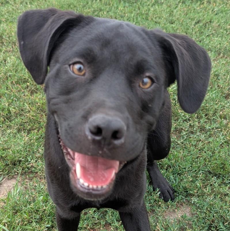 Freddy, a Adoptable mixed breed in Yankton, SD image 2/6