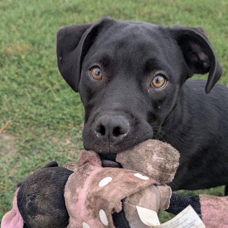 Freddy, a Adoptable mixed breed in Yankton, SD image 3/6