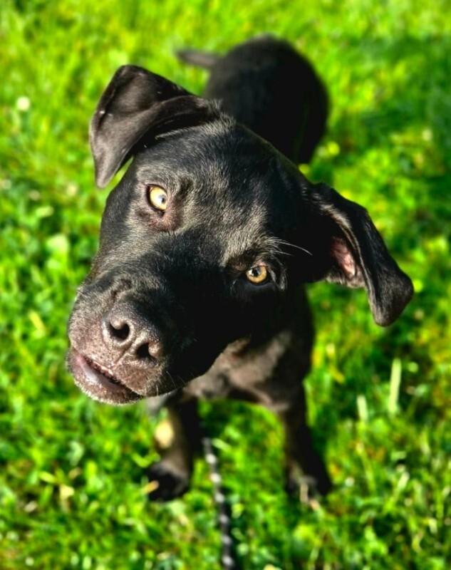 Freddy, a Adoptable mixed breed in Yankton, SD image 4/6