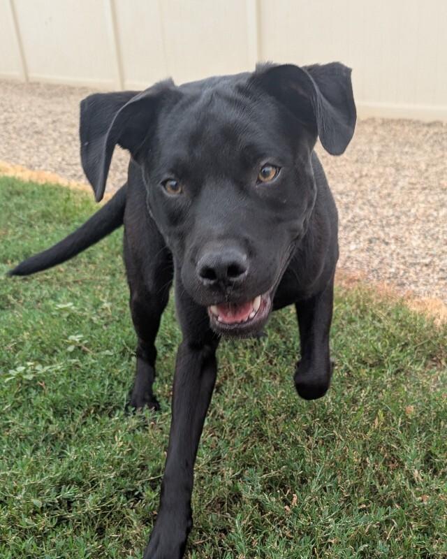Freddy, a Adoptable mixed breed in Yankton, SD image 5/6