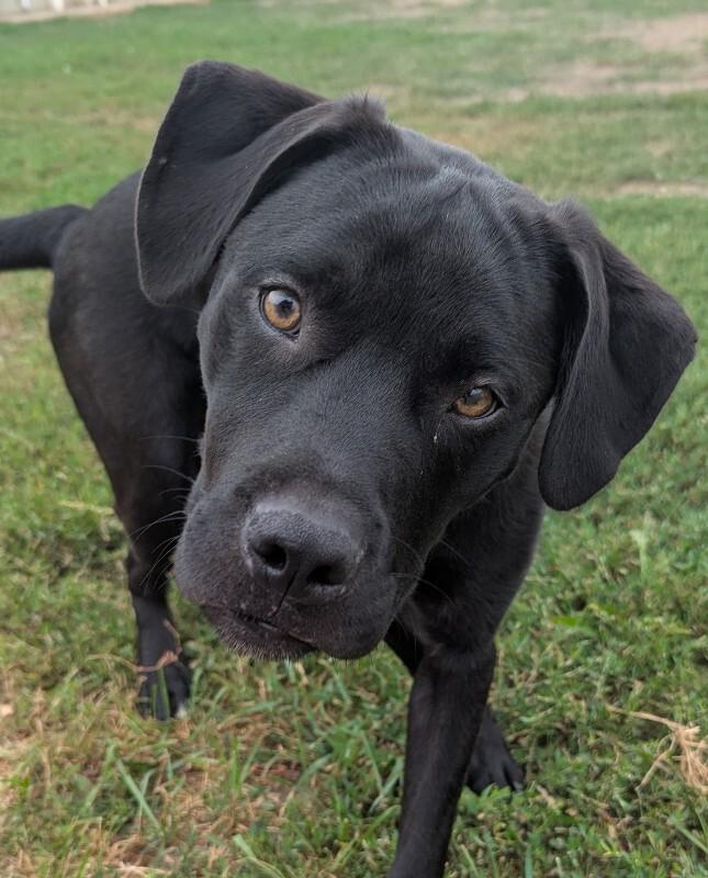 Freddy, a Adoptable mixed breed in Yankton, SD image 6/6