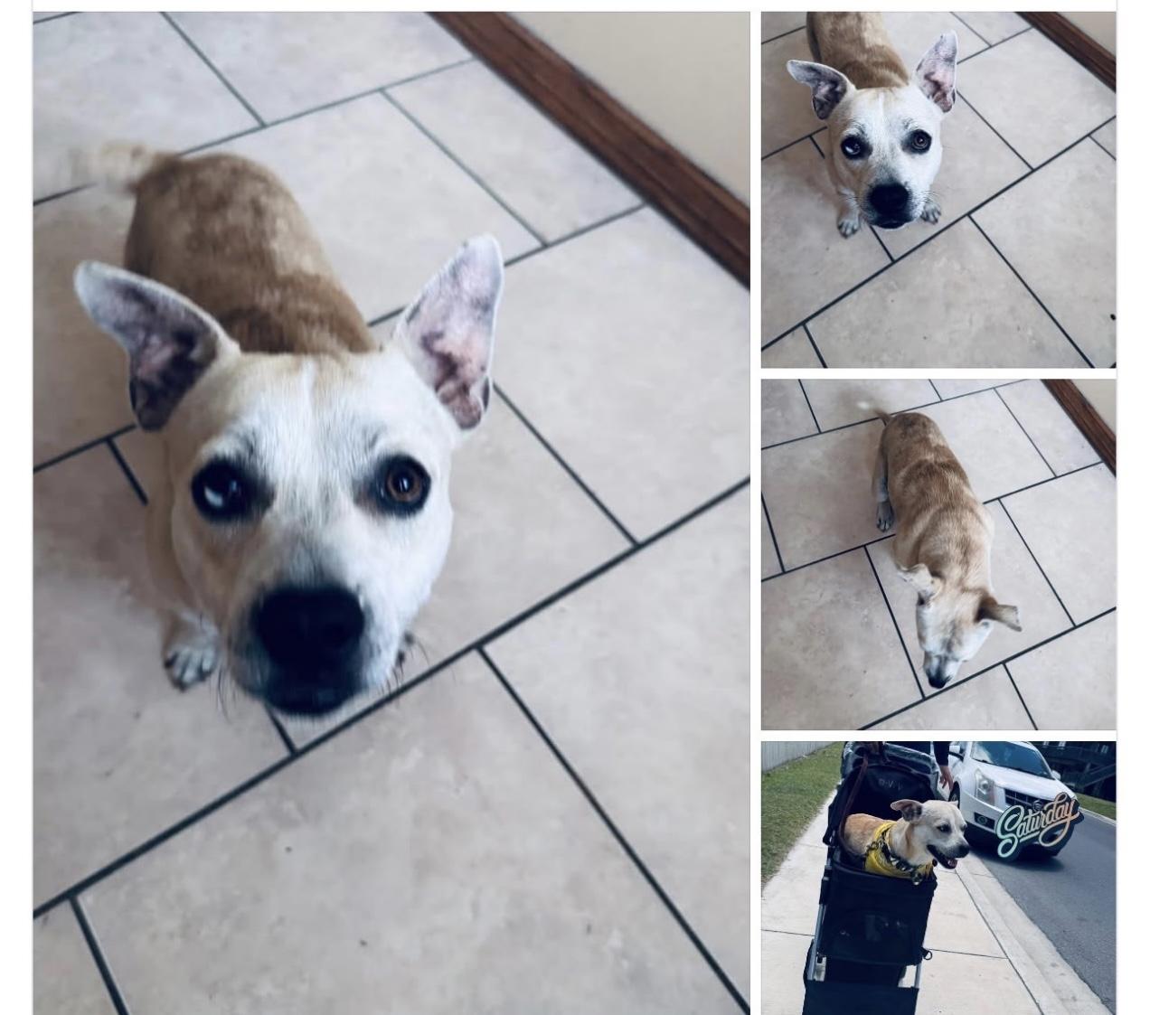 Dale, Adoptable, Young Male Carolina Dog.