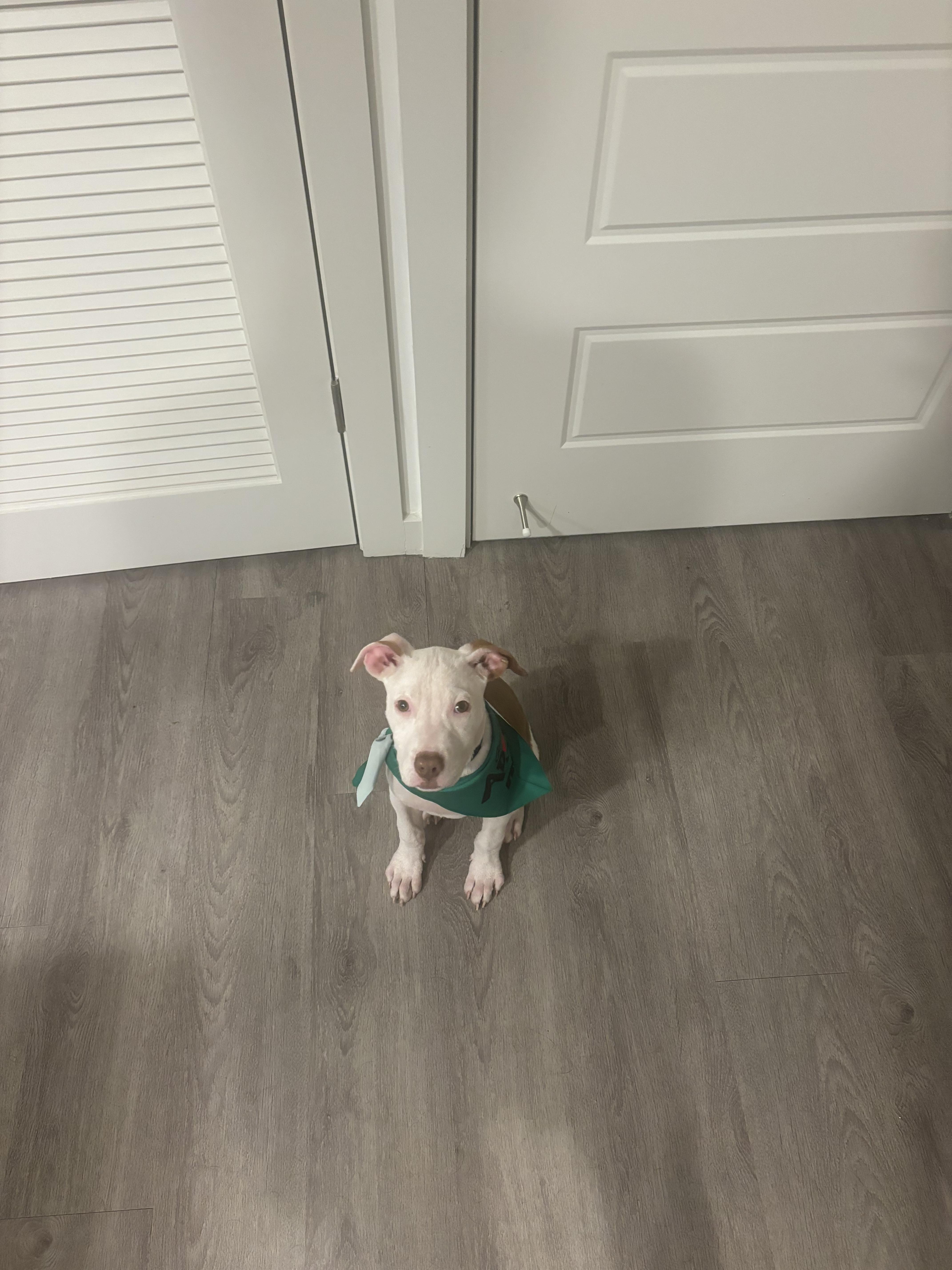 Enlarge Goose, a Adoptable mixed breed in tampa, FL image 2/4