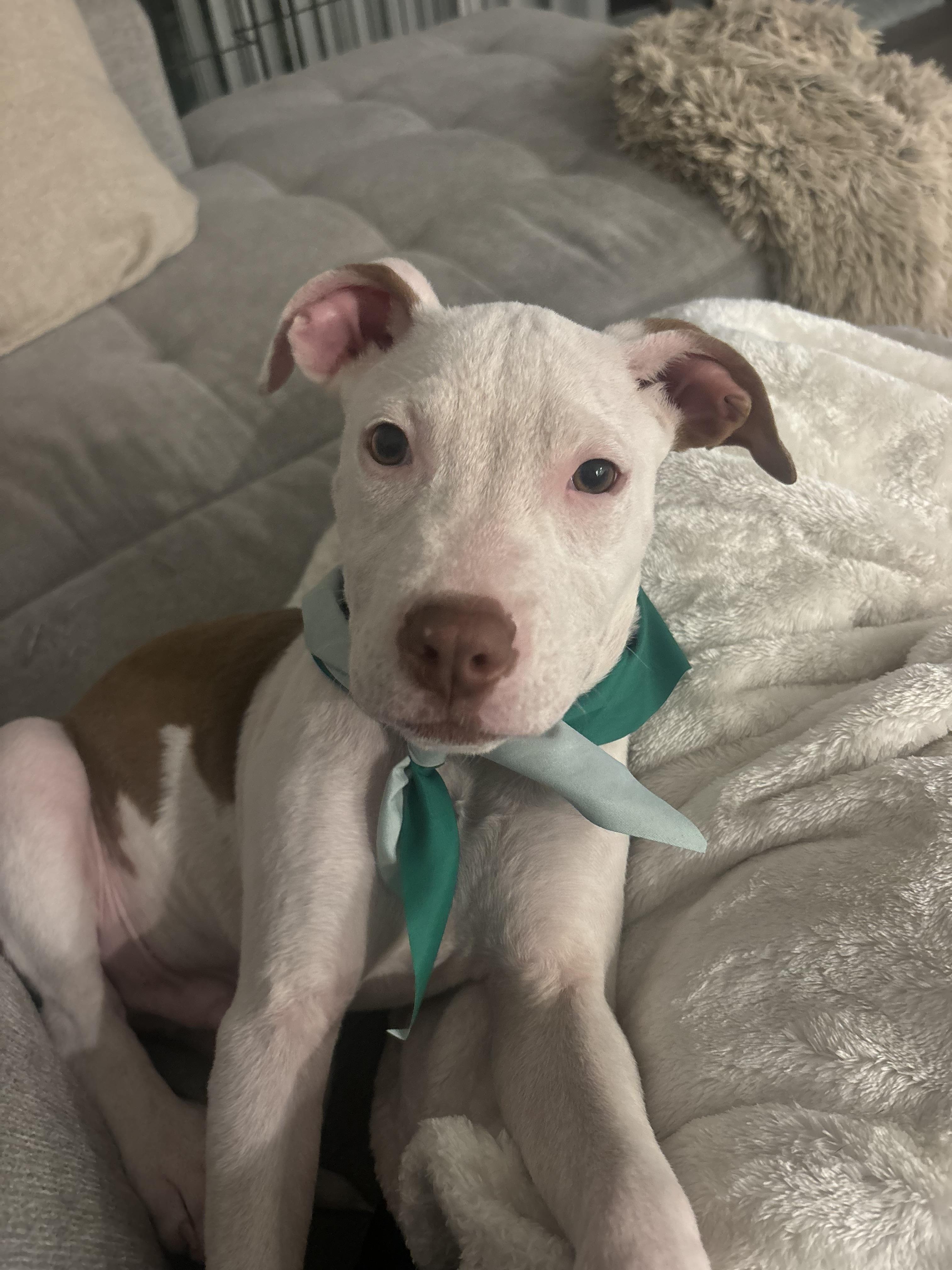 Enlarge Goose, a Adoptable mixed breed in tampa, FL image 1/4