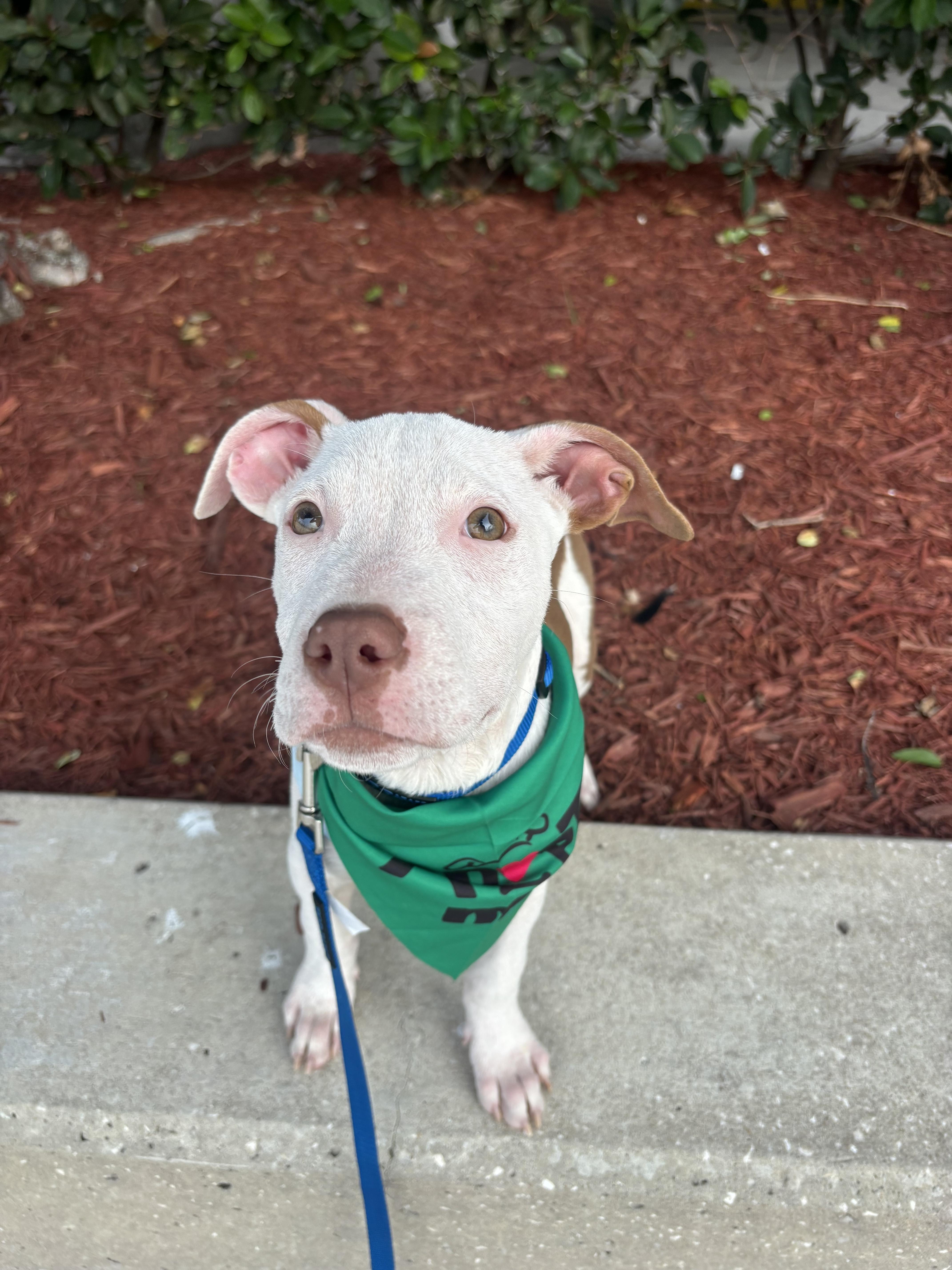 Enlarge Goose, a Adoptable mixed breed in tampa, FL image 3/4