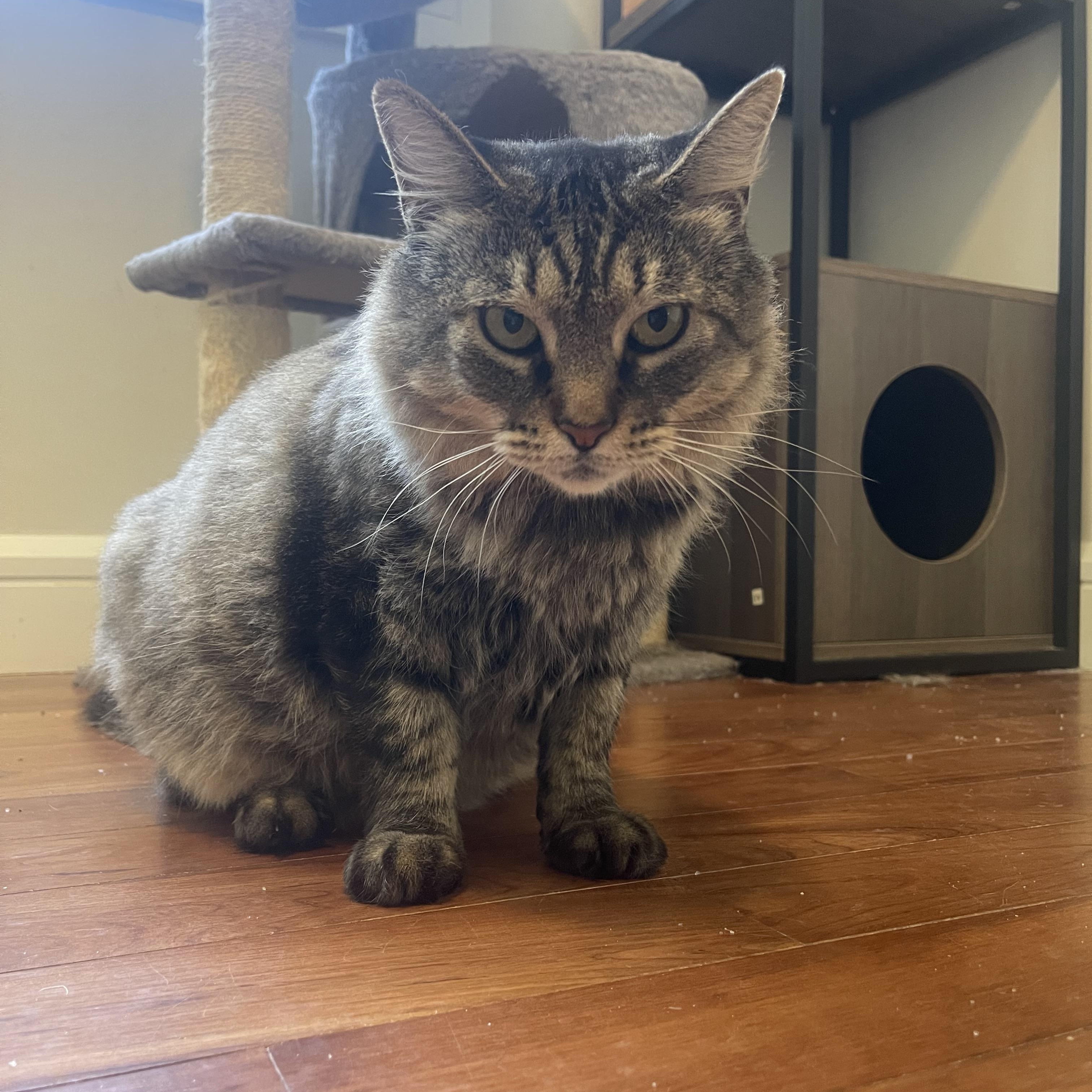 Bapsy -  this "Velcro" cat wants to be your life-coach, your masseuse, and your loving companion!
