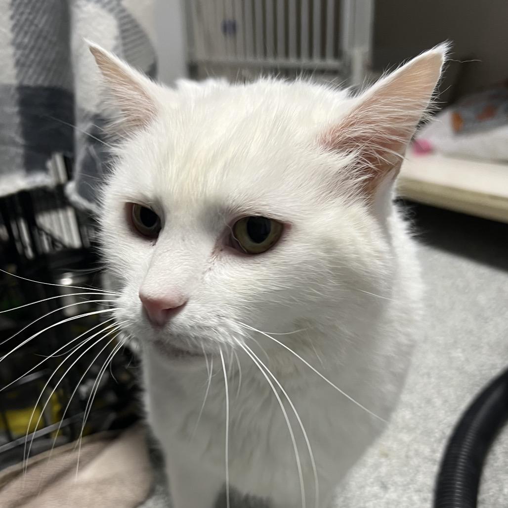 Enlarge Patches, a Adoptable Domestic Short Hair in Monticello, IA image 2/6