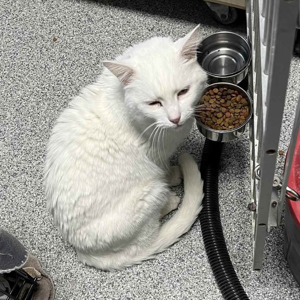 Enlarge Patches, a Adoptable Domestic Short Hair in Monticello, IA image 3/6