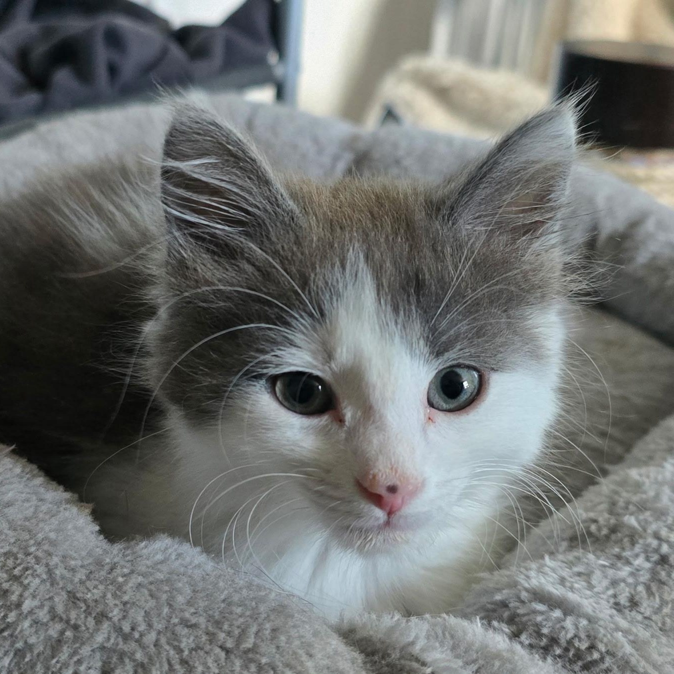 Enlarge Tinsel, an adopted American Shorthair in North Kingstown, RI image 1/3