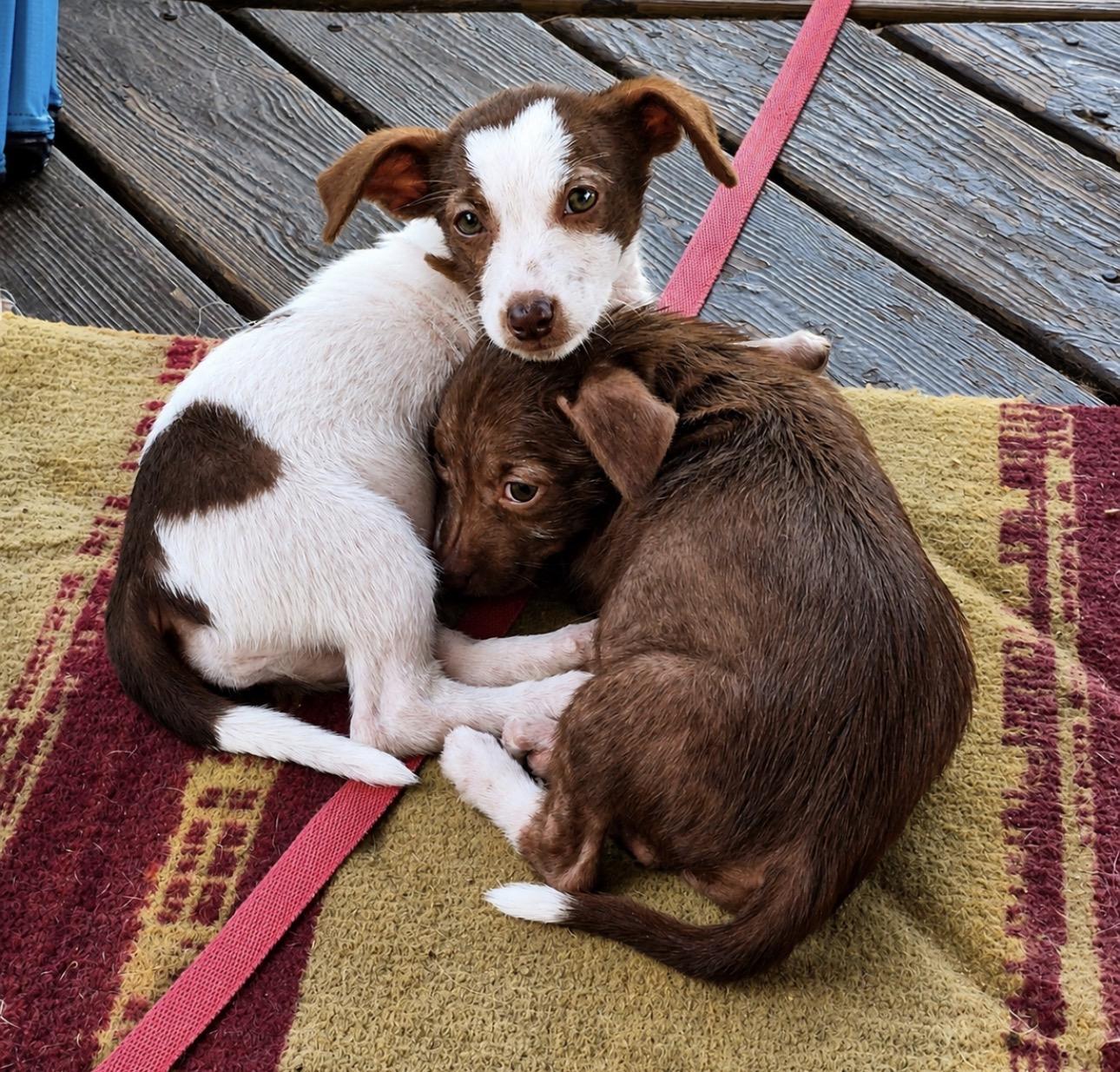 Enlarge Wanda, a ADOPTABLE mixed breed in Youngstown, OH image 3/3