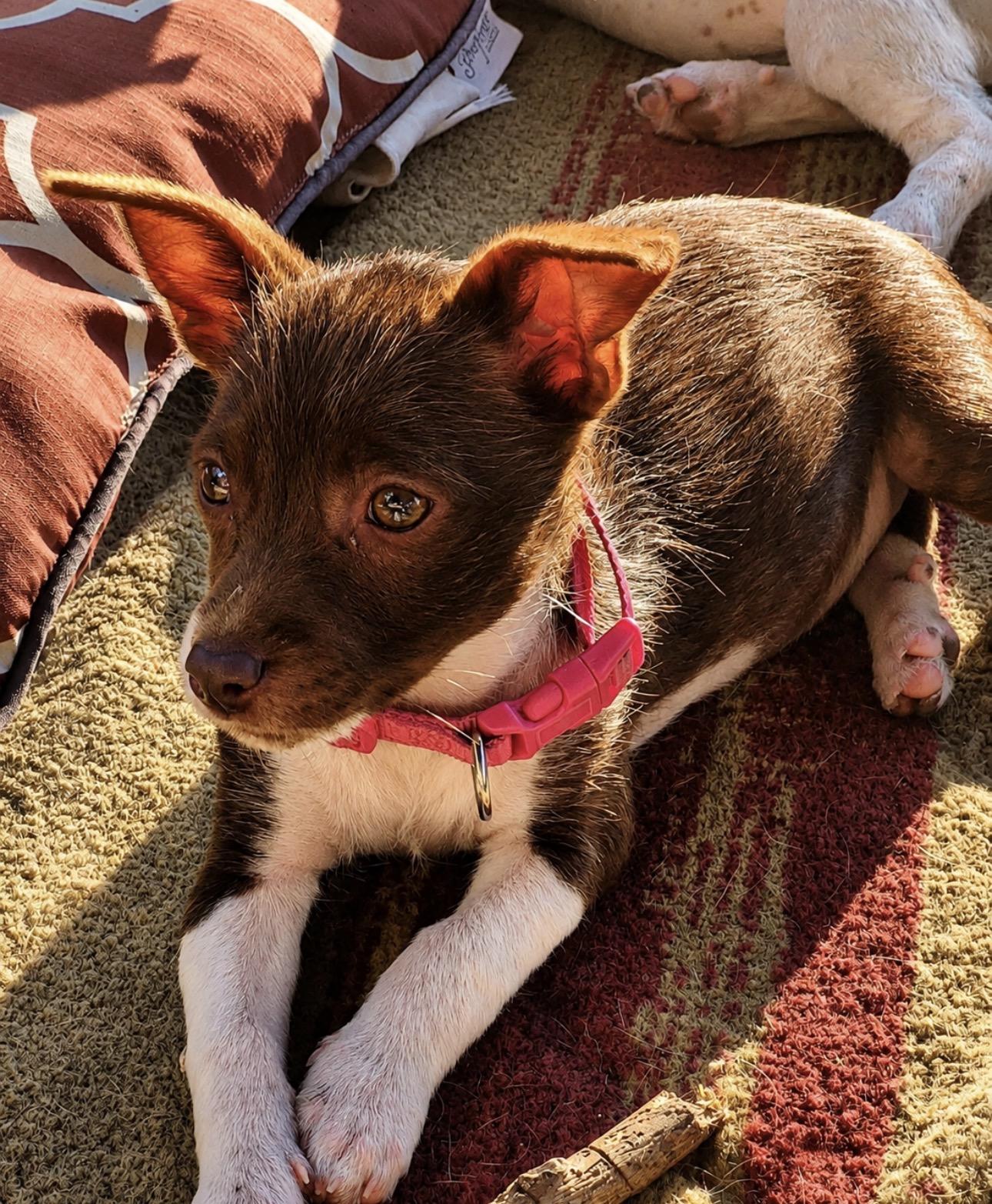 Enlarge Wanda, a ADOPTABLE mixed breed in Youngstown, OH image 2/3