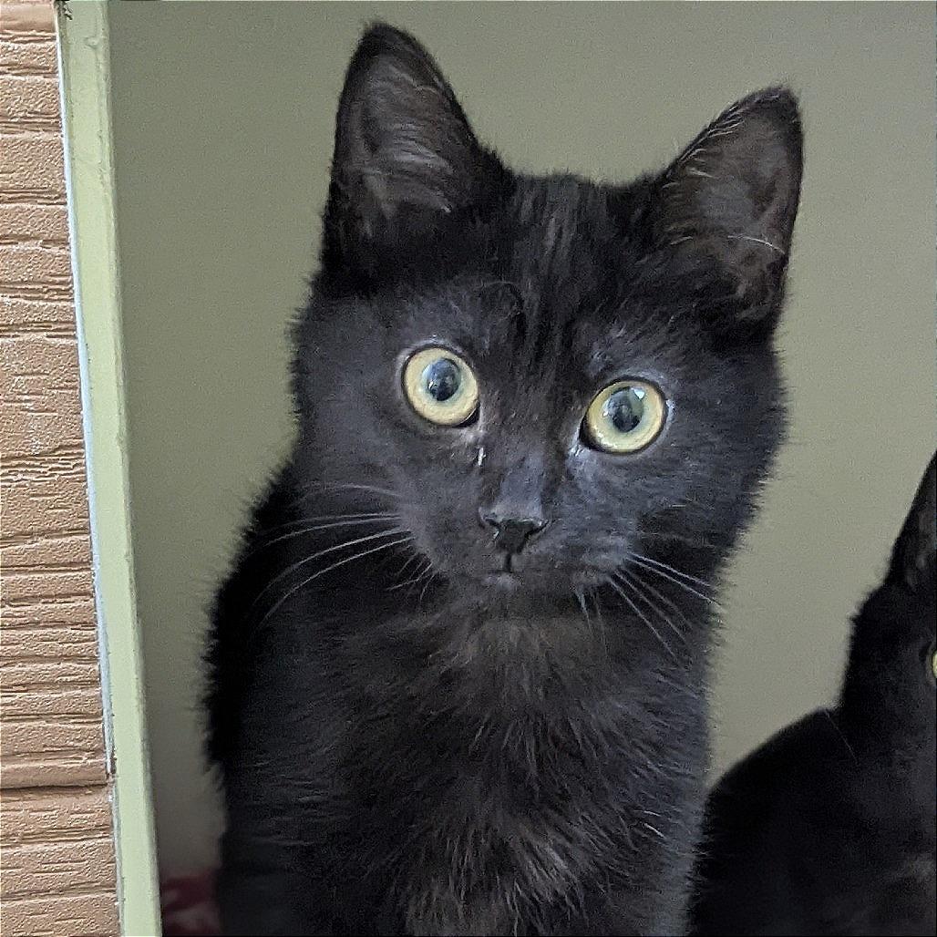 Enlarge Darlene, an adoptable Domestic Short Hair in Fenton, MI image 1/1