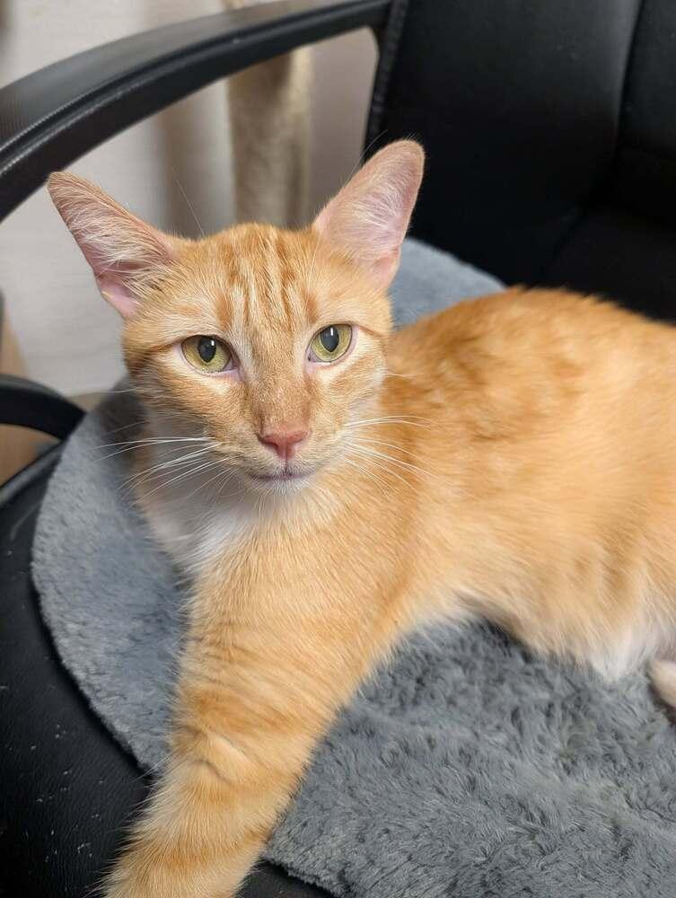 Thomas, Adoptable, Adult Male Domestic Short Hair & Tabby.