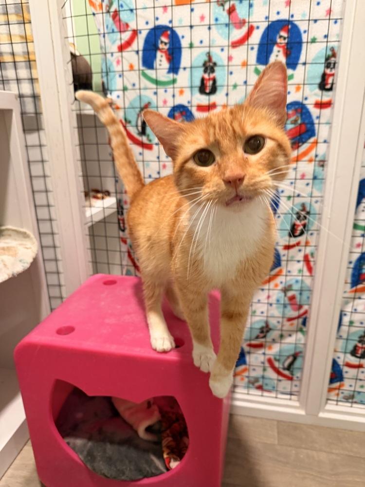 Thomas, Adoptable, Adult Male Domestic Short Hair & Tabby.