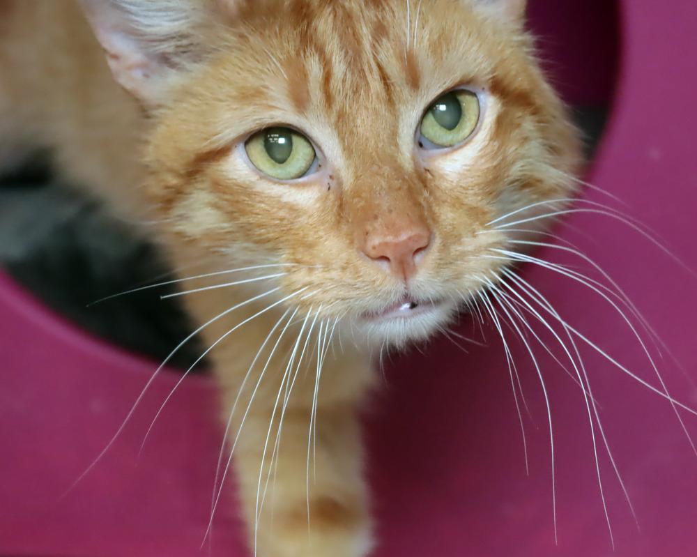 Enlarge Thomas, a Adoptable mixed breed in Vancouver, WA image 2/5