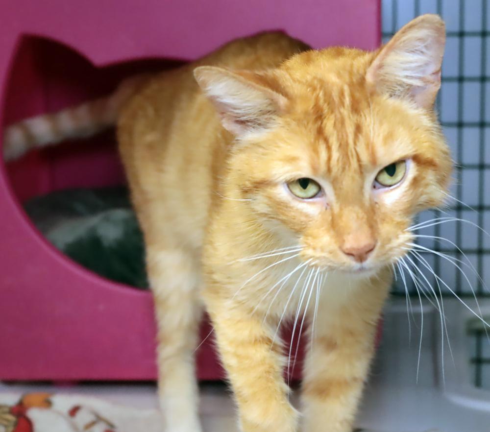 Enlarge Thomas, a Adoptable mixed breed in Vancouver, WA image 3/5