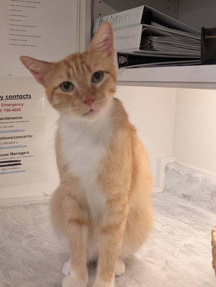 Thomas, a Adoptable mixed breed in Vancouver, WA image 5/6