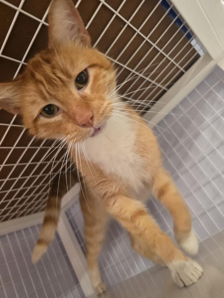 Enlarge Thomas, a Adoptable mixed breed in Vancouver, WA image 5/5