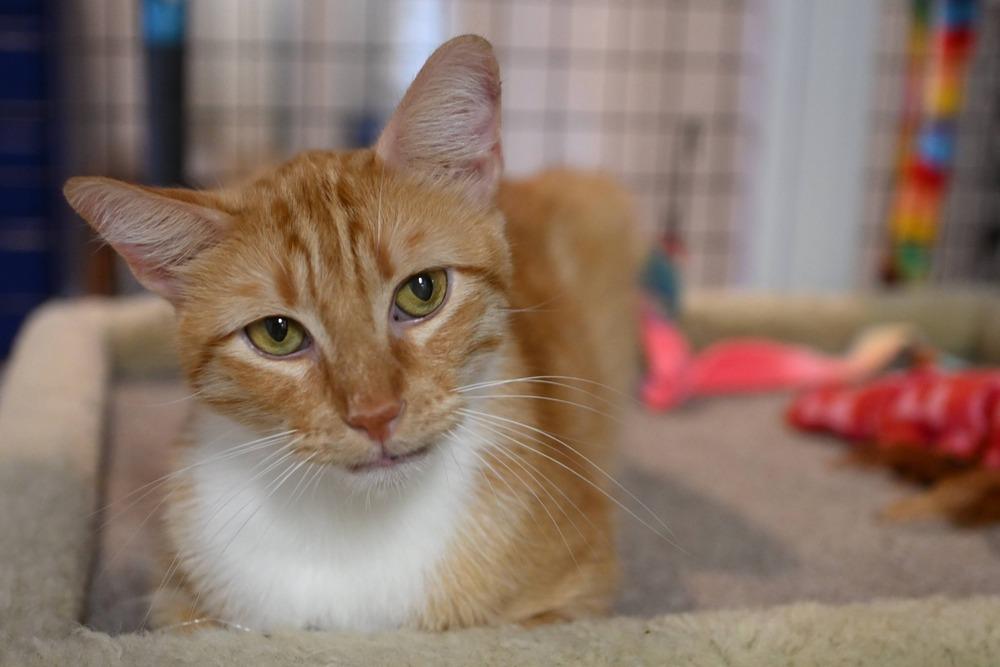 Thomas, a Adoptable mixed breed in Vancouver, WA image 6/6